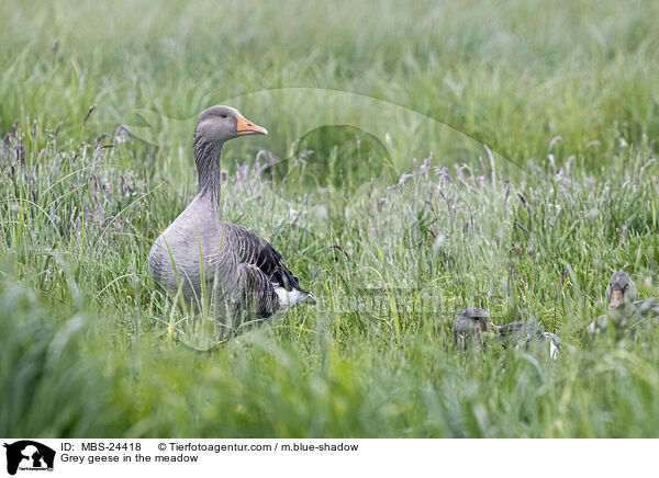 Grey geese in the meadow / MBS-24418