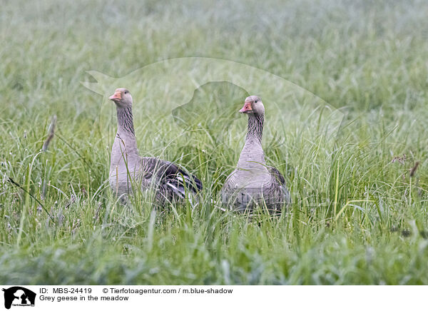 Grey geese in the meadow / MBS-24419