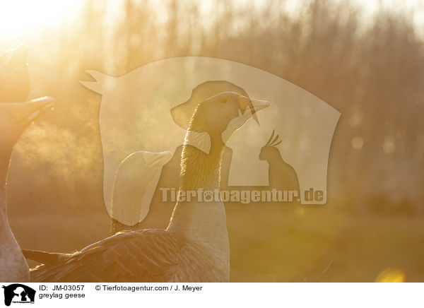Graugnse / greylag geese / JM-03057