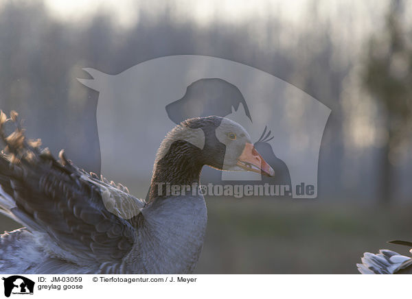greylag goose / JM-03059