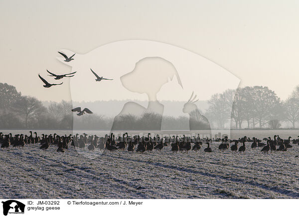 greylag geese / JM-03292