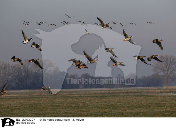 greylag geese / JM-03297