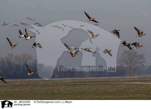 greylag geese / JM-03298