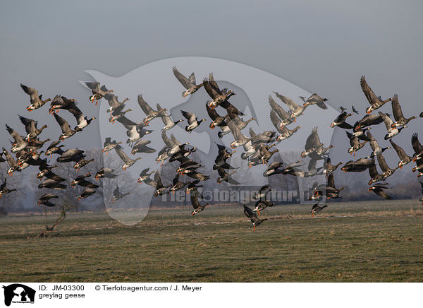 greylag geese / JM-03300