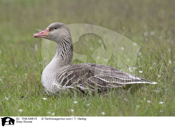 Graugans / Gray Goose / THA-08815