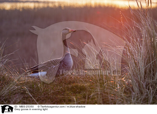 Grey goose in evening light / MBS-25350