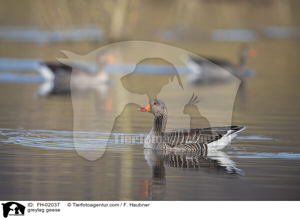 greylag geese / FH-02037