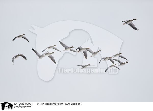greylag geese / DMS-09987