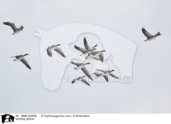 greylag geese / DMS-09988