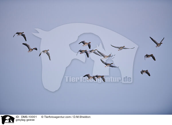 greylag geese / DMS-10001