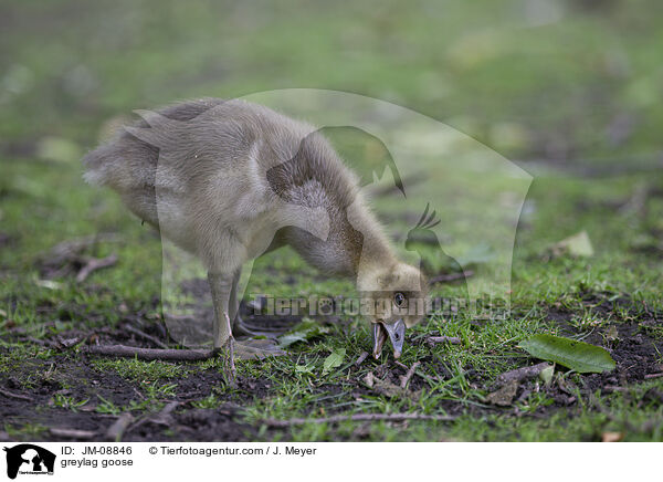 greylag goose / JM-08846