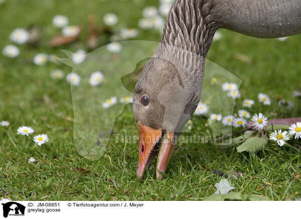 greylag goose / JM-08851