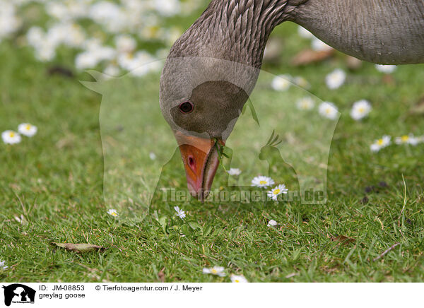 greylag goose / JM-08853