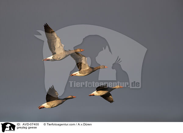 greylag geese / AVD-07400