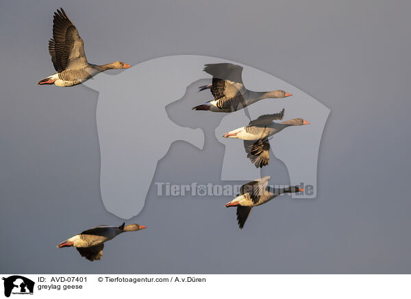 Graugnse / greylag geese / AVD-07401