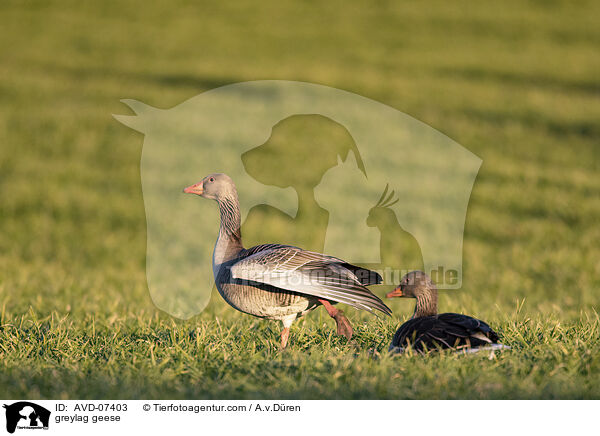 greylag geese / AVD-07403