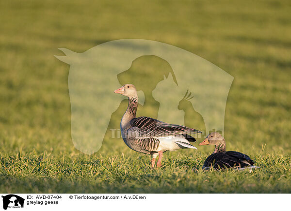 greylag geese / AVD-07404
