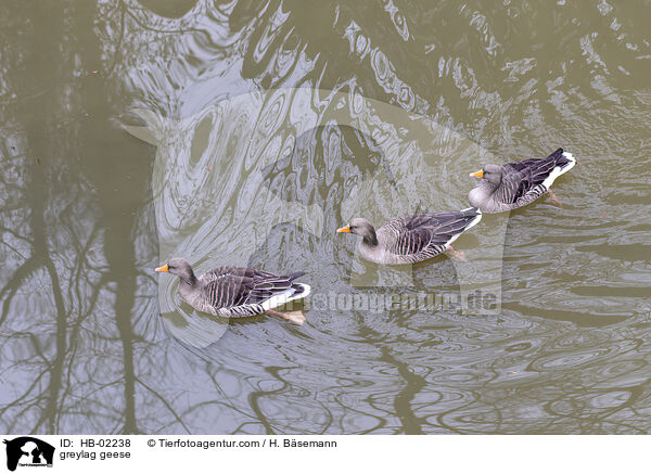 greylag geese / HB-02238