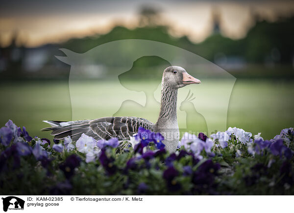 greylag goose / KAM-02385