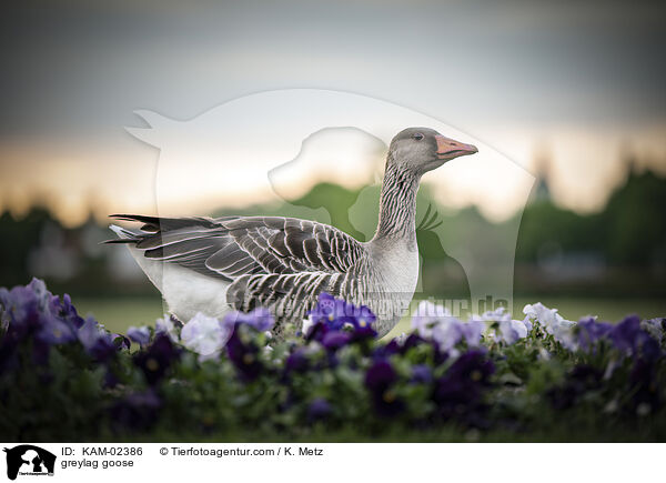 greylag goose / KAM-02386