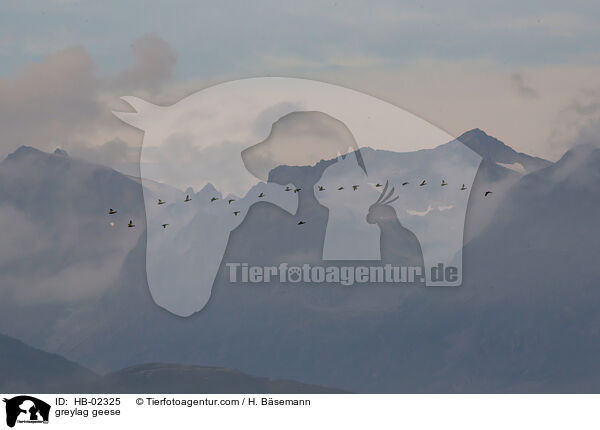 greylag geese / HB-02325