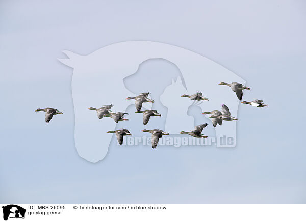 greylag geese / MBS-26095