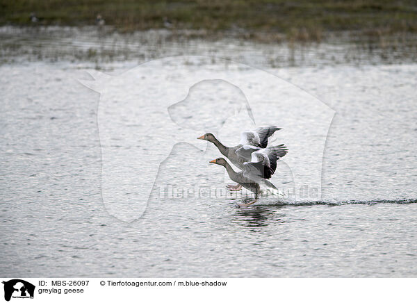 greylag geese / MBS-26097