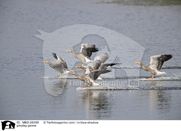 Graugnse / greylag geese / MBS-26098