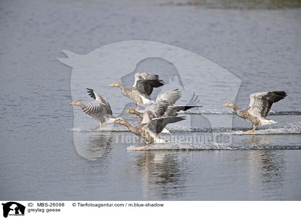 greylag geese / MBS-26098