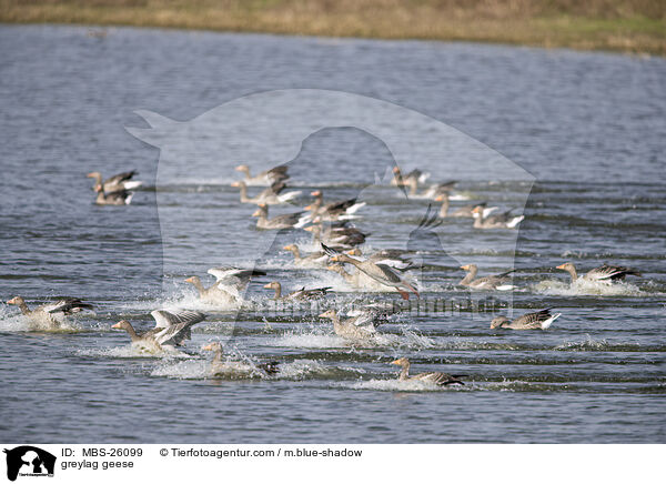 greylag geese / MBS-26099