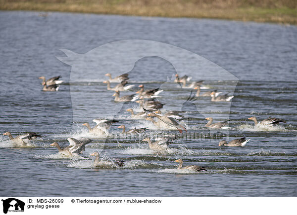 Graugnse / greylag geese / MBS-26099