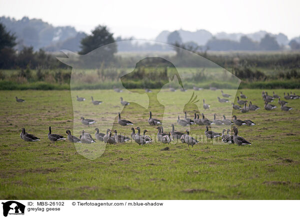 greylag geese / MBS-26102