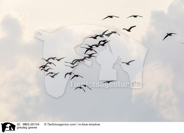 greylag geese / MBS-26104