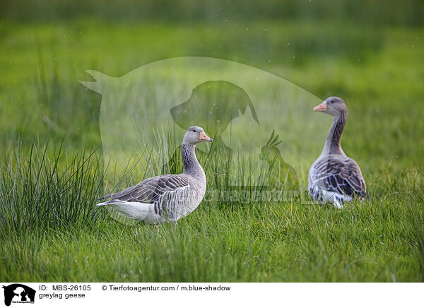 greylag geese / MBS-26105