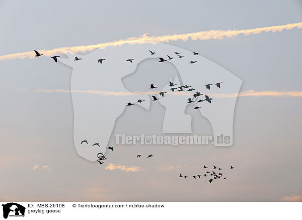 greylag geese / MBS-26108