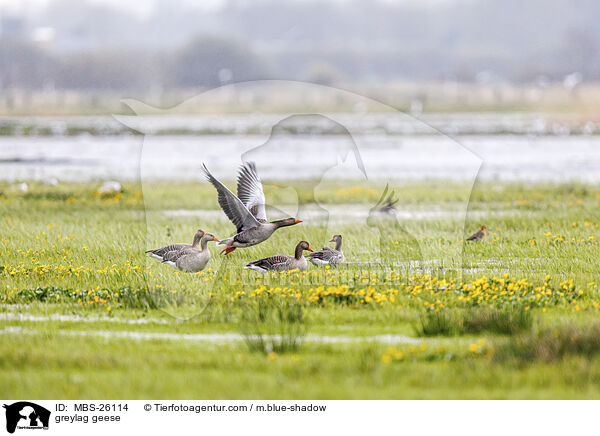 greylag geese / MBS-26114