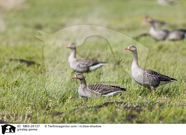 Graugnse / greylag geese / MBS-26127