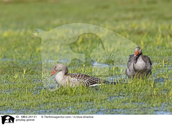 Graugnse / greylag geese / MBS-26131