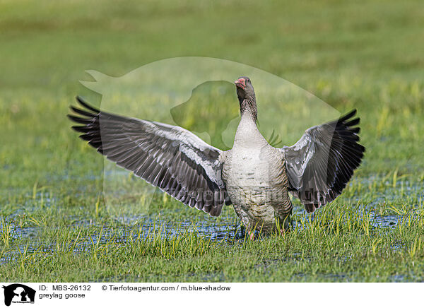 greylag goose / MBS-26132