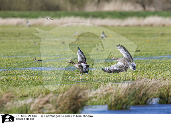 greylag geese / MBS-26133