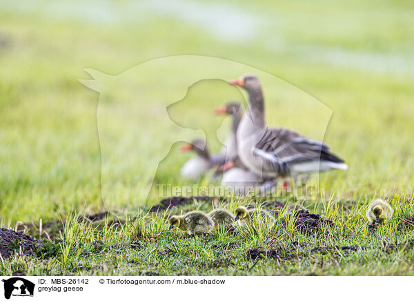 greylag geese / MBS-26142