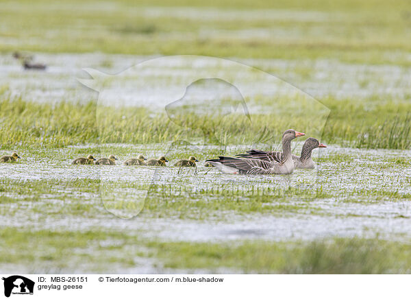 Graugnse / greylag geese / MBS-26151