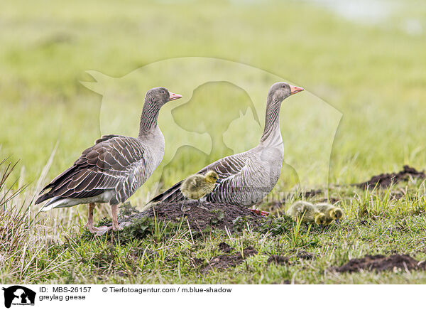 greylag geese / MBS-26157