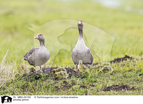 greylag geese / MBS-26158
