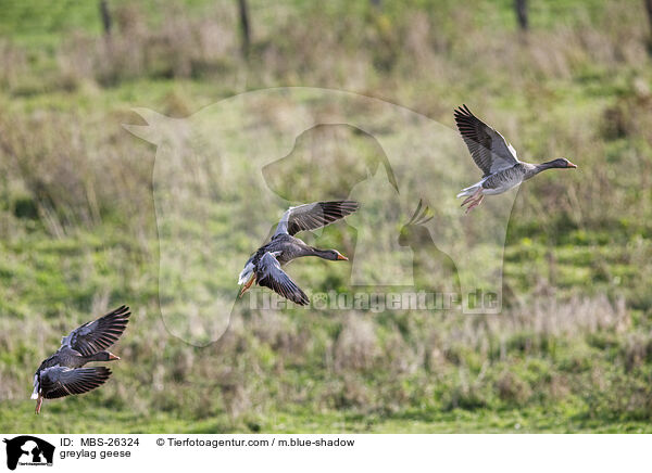 greylag geese / MBS-26324