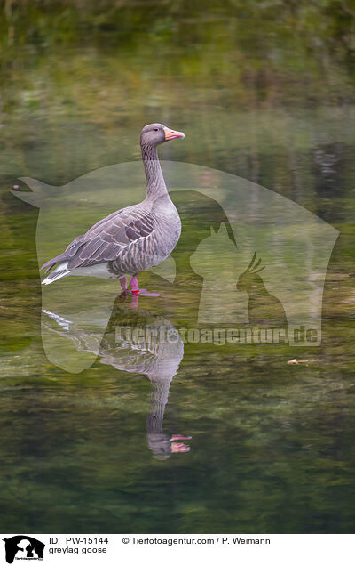 greylag goose / PW-15144