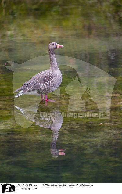 Graugans / greylag goose / PW-15144