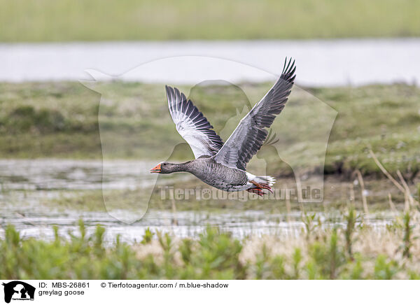 greylag goose / MBS-26861
