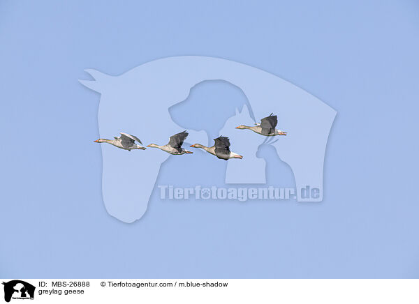 greylag geese / MBS-26888