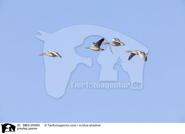 greylag geese / MBS-26889
